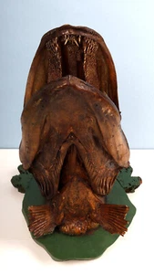 Großer antiker präparierter Hechtkopf ca. 38cm, Holzplinthe, tolle Alterspatina - Bild 1 von 10