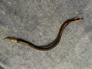 All 1981 - 1993 Classic Saab 900 Alternator to Starter Red Wire Positive Cable - Picture 1 of 2