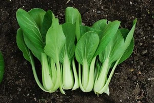 Pak Choy - Bok Choy - Col china - Más de 50 semillas - ¡FRESCO y DELICIOSO! B 028 - Imagen 1 de 1
