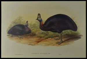 John Gould Australian Cassowary Bird British Museum Official Limited Print - Picture 1 of 2