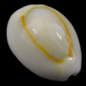 CYPRAEA (Monetaria) ANNULUS (Ille des Pins, New Caledonia) 16.6mm #47091 - Picture 1 of 4