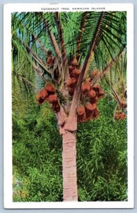 1920 ALBERO DI COCCO TERRITORIO HAWAII ISOLA CURIO CO CARTOLINA - Foto 1 di 2