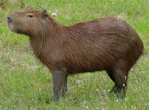 PÓSTER BRILLANTE CAPIBARA FOTO IMAGEN BANNER IMPRESIÓN capivara beave roedor 6910 - Imagen 1 de 1