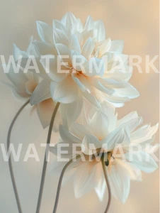 Digital Photo Image Beautiful White Flowers Picture Art Wallpaper Desktop - Picture 1 of 1