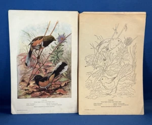 Vintage THE TOWHEE Audubon Educational Leaflet No. 79 Gilbert Pearson - Picture 1 of 4