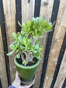 Jade Plant 'Money tree' 'Siempreviva' 9" Tall x 8" Wide - Picture 1 of 13