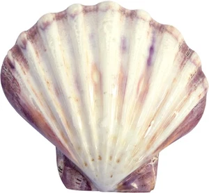 2 Löwentatze polierte dekorative Muscheln 5-7 Zoll (2er Set) - Bild 1 von 4