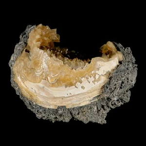 4.9" Mercenaria Permagna Clam Fossil Golden Calcite Crystal Rucks Pit Florida - Picture 1 of 10