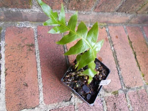 COLLECTORS FERN AGLAOMORPHA PILOSA Very Rare - Picture 1 of 1