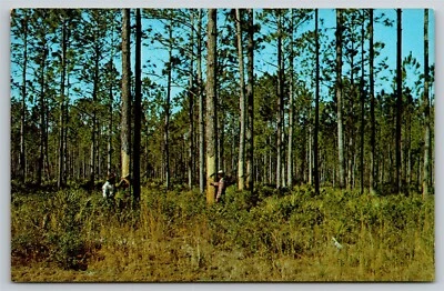 Georgia Turpentining Resin Pine Sap Gathering #118004 Postcard, M18 - Image 1 of 2
