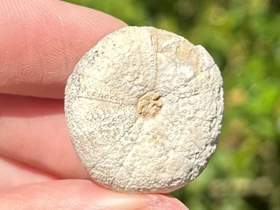 Fósil Equinoide Globator parryi Cretácico Erizo Boracho Formación Foto 1 de 4