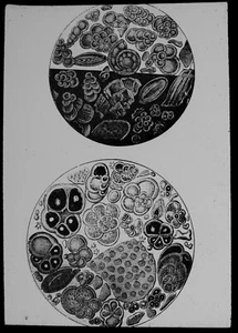 ANTIGUA Linterna Mágica Diapositiva FORAMINÍFERA X 2 C1910 ILUSTRACIÓN DE MISCROSCOPIO - Imagen 1 de 3