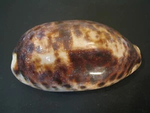 Very Cool...CYPRAEA TESTUDINARIA~100.5mm~Philippines SEASHELL - Picture 1 of 3