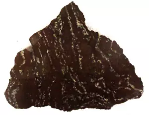Losa de raíz de palma fosilizada - 150 gramos - Indonesia - negra - blanca - Imagen 1 de 2