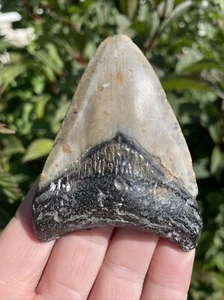 Fossil Megalodon Haizahn 23-3,6 Millionen Jahre alt S.Carolina USA - Bild 1 von 13