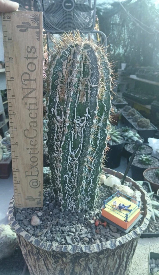 Espécimen súper raro Astrophytum Ornatum Fukuryu Hannya Foto 1 de 1