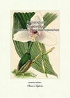 Skinners Lykaste Lycaste Skinneri Batem Orchideen Epiphyten Vilmorin A4 201