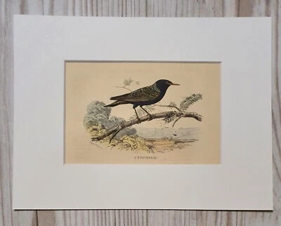 1852 Lithographie Kunstdruck Holzstich Vogel Engraving Antik Passepartout - Bild 1 von 4