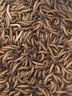 Super  Mealworms