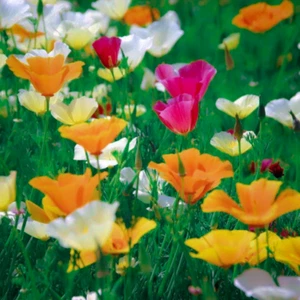 Eschscholzia californica (California Poppy) Seeds - Wildflower Meadow Garden Mix - Picture 1 of 6