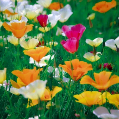 Eschscholzia californica (California Poppy) Seeds - Wildflower Meadow Garden Mix - Image 1 of 4