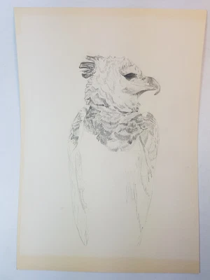 DESSIN ORIGINAL, PORTRAIT DE RAPACE,  ORNITHOLOGIE - Photo 1/4
