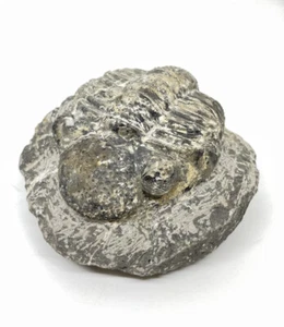 Large Fossil Trilobite - Drotops Megalomanicus - Devonian - Picture 1 of 10