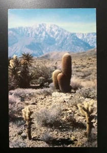 Desert Panorama Cactus Cacti Flowers Plants Postcard - Foto 1 di 2