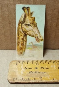 Vintage Giraffe Trading Card - Unknown Maker And Year - Picture 1 of 5