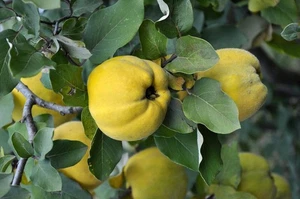 Quittenbaum Cydonia oblonga Leskovacka Birnenquitte 160-200 cm Obstbaum - Bild 1 von 2