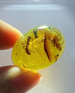 Cretaceous Fossil Burmese amber burmite ant cockroach insect amber Fossil Myanma - Picture 1 of 6