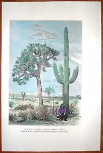Impresión Reclus 1892 Cactus y Yuca, Arizona, #48 - Imagen 1 de 1