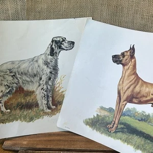 Paar Hunde Aquarell Drucke rahmenfertig 11 x 14 Englischer Setter & Deutsche Dogge - Bild 1 von 3