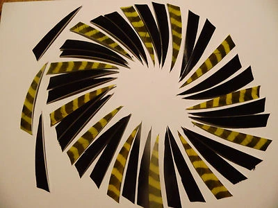 BEARPAW 4" Shield Naturfedern 36+3 u. Gelb/ barred u. Schwarz