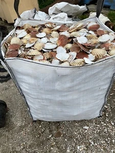 3 dumpy bagsWHOLE SCALLOP SHELL LOCAL DELIVERY OR LOAD YOUR TRAILER NO PROBLEM - Picture 1 of 5