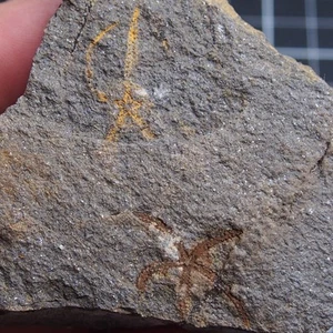 Edrioasteroid Protaster sp. 128g Fósiles fósiles de Equinodermos Ordovícicos 1382 - Imagen 1 de 8