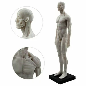 Mensch 30 CM männliche Anatomie Schädel Skulptur Kopf Körper Muskel Knochen Modell weiß USA - Bild 1 von 8