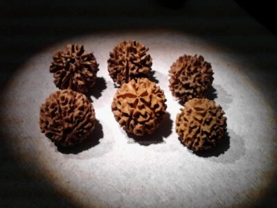 Rudraksha, (Elaeocarpus angustifolius) | Blue Marble Tree | 10 nuts - Image 1 of 4