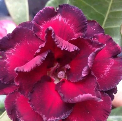 Adenium Obesum, Rosa Del Desierto - Image 1 of 2