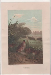 VINTAGE ART Print (1885) "PARTRIDGE" Chromolithograph Prang - Selmar Hess NY - Picture 1 of 1