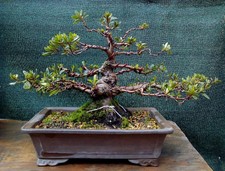 Bonsai di Azalea giapponese a fiore bianco/rosa H. 24