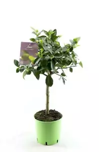 Lime Tree - Lima Verde, Caipirinha Lime Citrus Real Lime - Picture 1 of 8