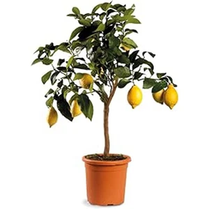 Limone Pianta in Vaso – 1 Pianta di Citrus Limone | Balcone o Giardino - Picture 1 of 2