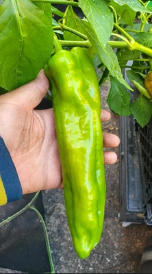 Semillas de chile Anaheim dulce gigante de reliquia de 100 quilates - pimienta súper suave 500shu Foto 1 de 4