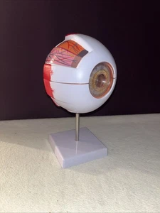 6X Modello anatomico occhio umano allargato per esposizione didattica in classe di scienze - Foto 1 di 8