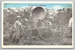 Exaggeration Printed Postcard Blue Sky Freak Vegetable Wagon Load Of Peaches - Picture 1 of 2