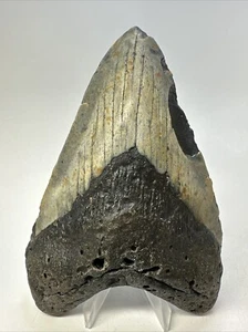 Diente de tiburón Megalodon 5,60 pulgadas - Enorme - Hermoso fósil - Auténtico 18852 - Imagen 1 de 8