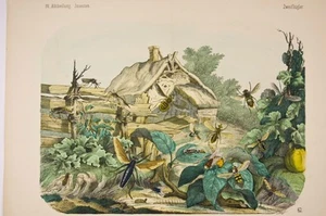 scène champêtre du XIX° Insectes, abeilles, guêpes dans un paysage - Picture 1 of 1