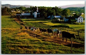 Postcard Vermont Green Mountain Country Cows Going to Pasture VT - Picture 1 of 2
