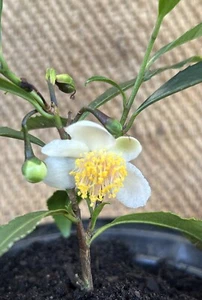 TEA PLANT. Camellia sinensis X 2 - Picture 1 of 4